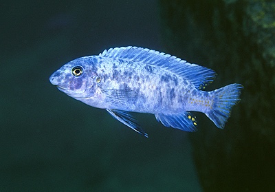 Labeotropheus trewavasae 'Minos Reef'